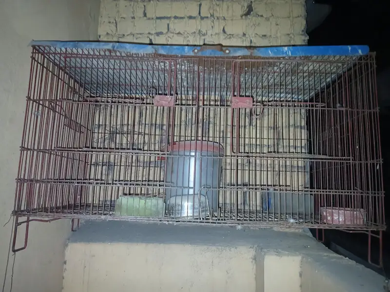 blue Fisher bird cage