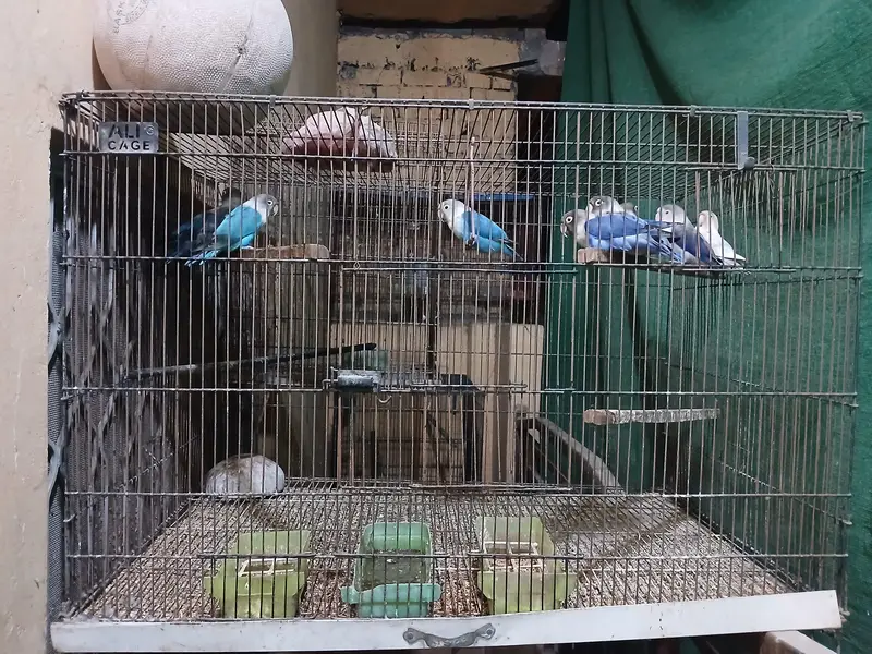 blue Fisher bird cage — photo 2