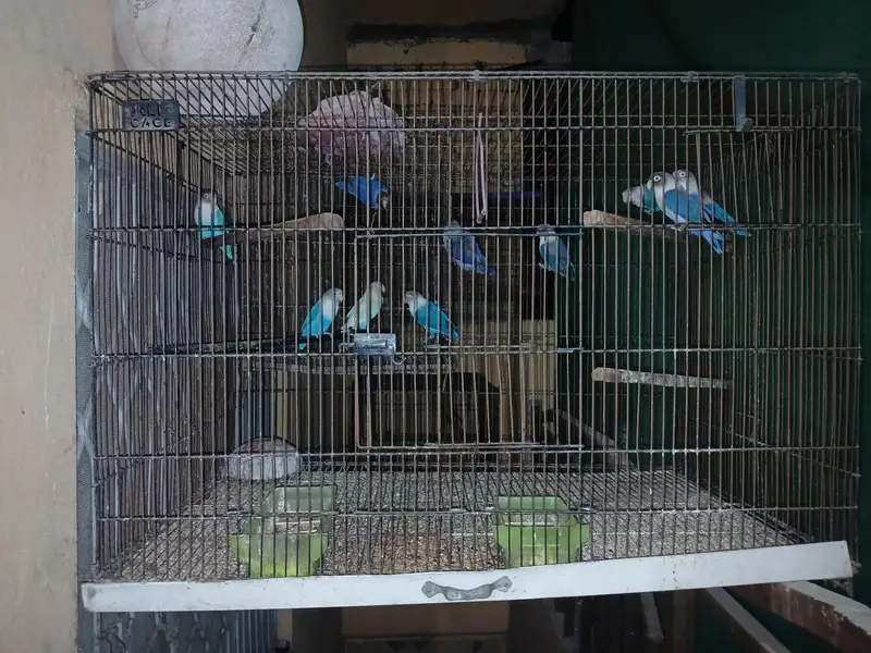 blue Fisher bird cage — photo 3