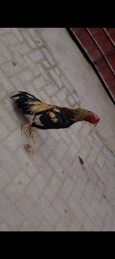 mashallah aseel Murga