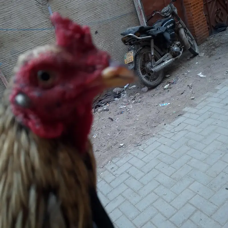 mashallah aseel Murga — photo 3