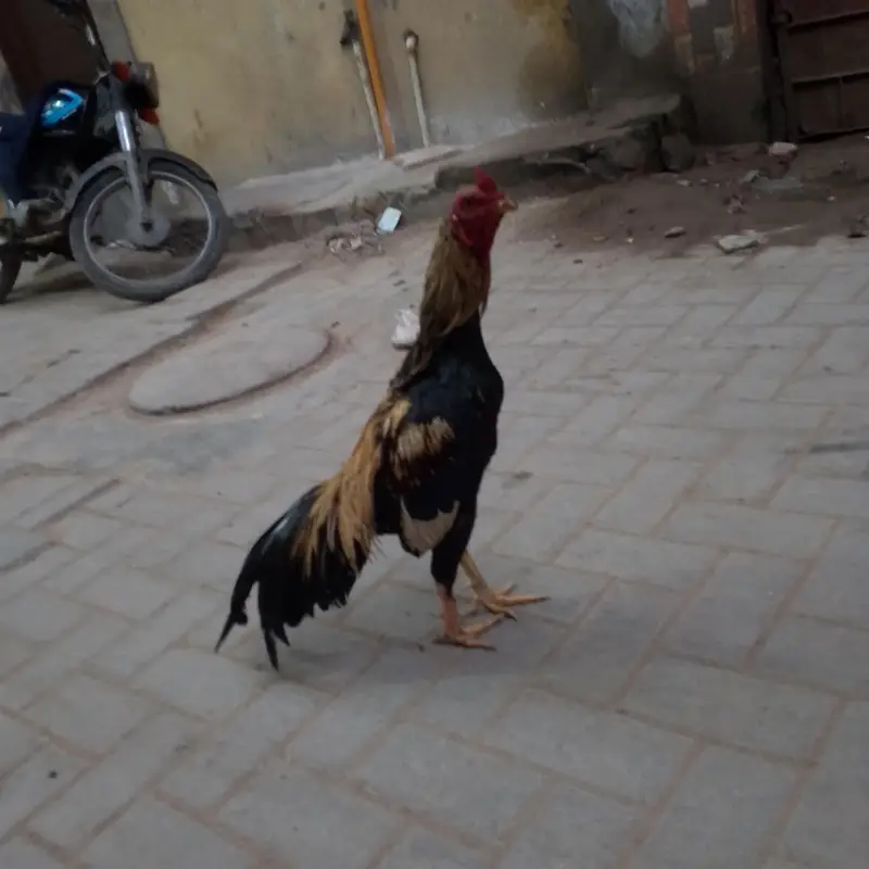 mashallah aseel Murga — photo 4