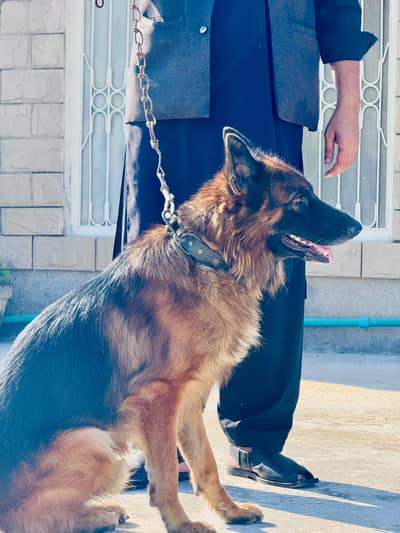 German Shepherd tripple coat
