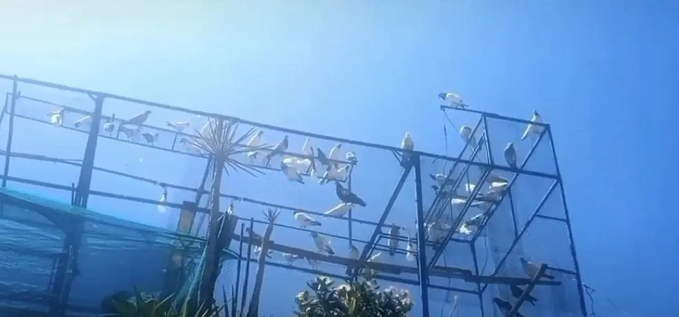 pigeon 3  cages