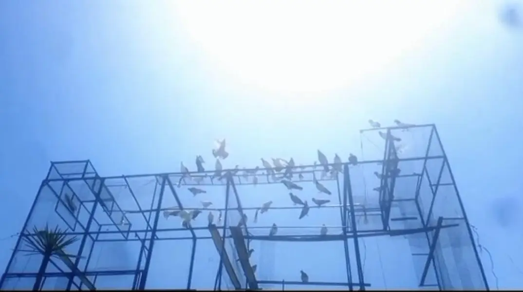 pigeon 3  cages — photo 2