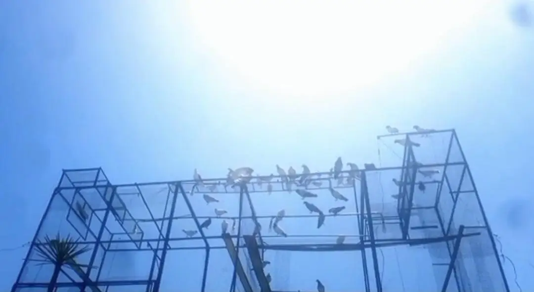pigeon 3  cages — photo 3