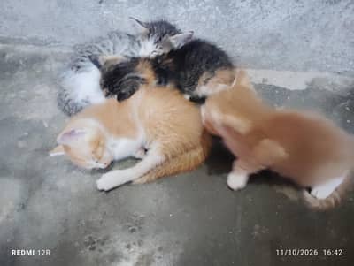 03090906093