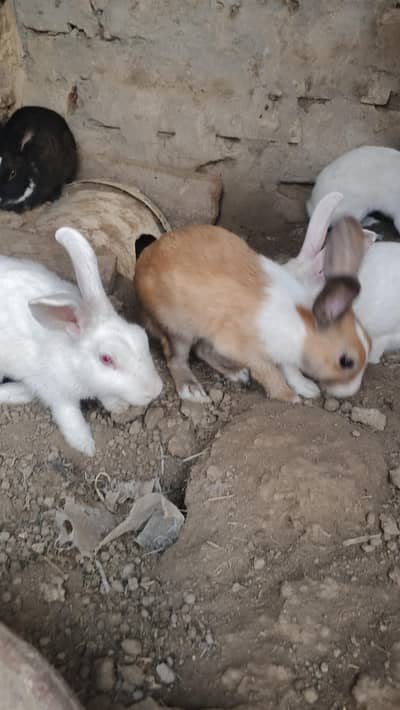 red eyes rabbit