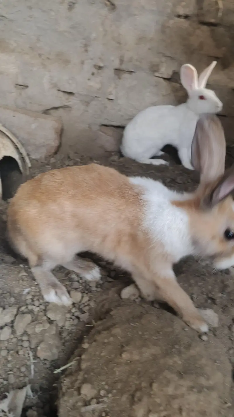 red eyes rabbit — photo 5
