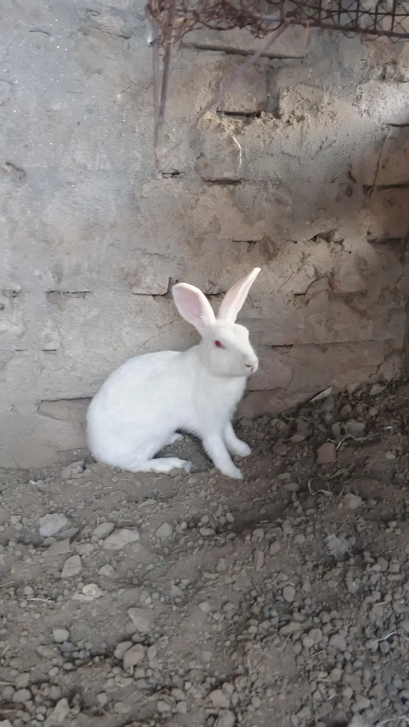 red eyes rabbit — photo 8