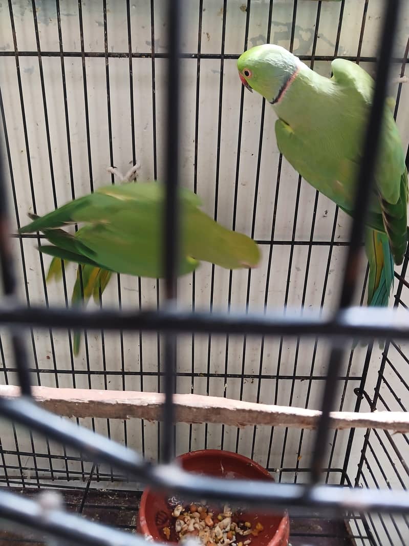 Green Ringneck Breeder Pair 2