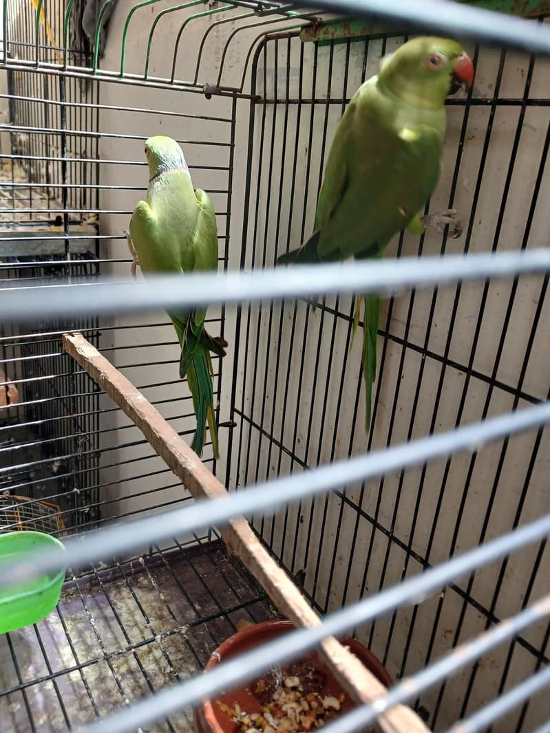 Green Ringneck Breeder Pair 3