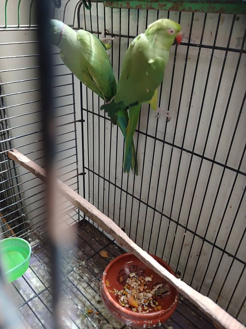 Green Ringneck Breeder Pair 4