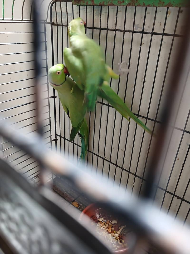 Green Ringneck Breeder Pair 5