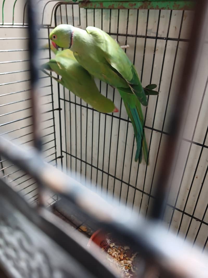 Green Ringneck Breeder Pair 7