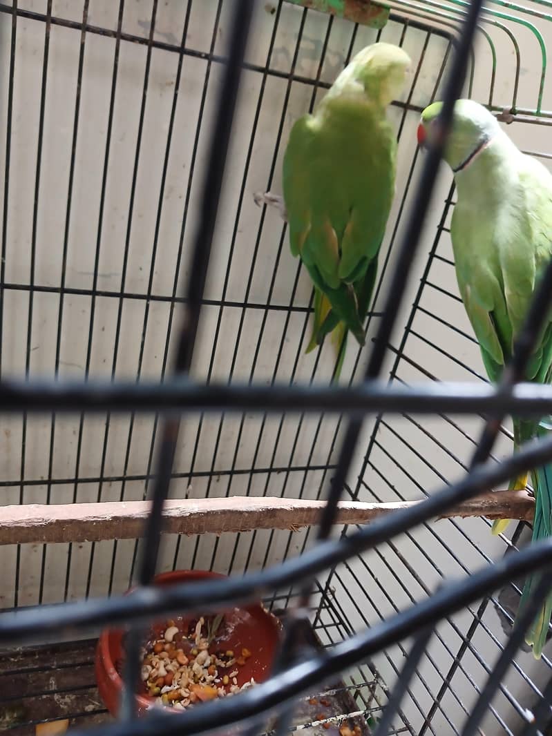 Green Ringneck Breeder Pair 8
