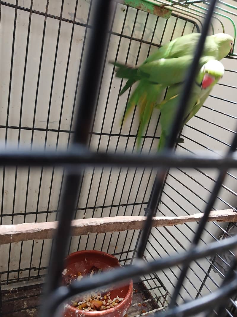 Green Ringneck Breeder Pair 10