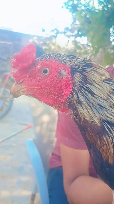 aseel black jawa