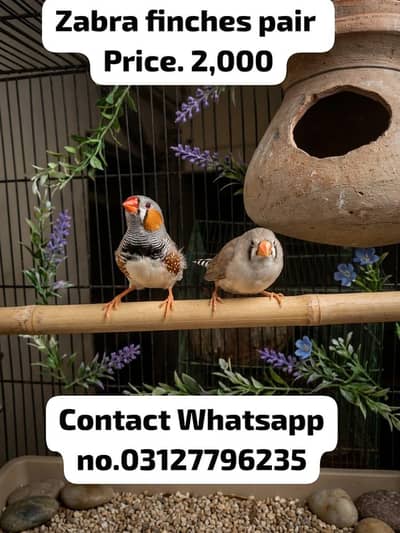 beautiful finches available han