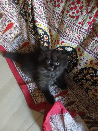 kittens for sale 3 males 3 females 3 pairs.