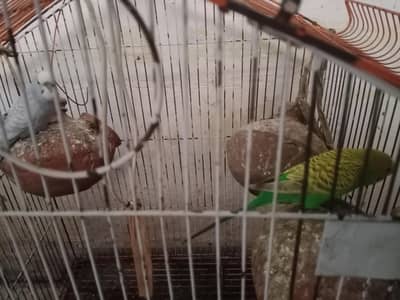 budgies  2 pair  total 4.03429125002