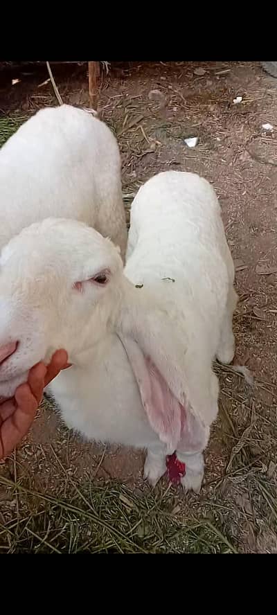 larkana dumba gulabi lambe kaan wala