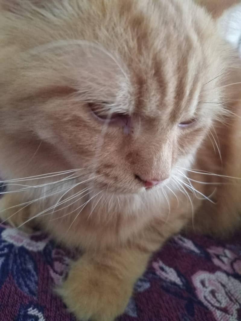 Persian Cat 0