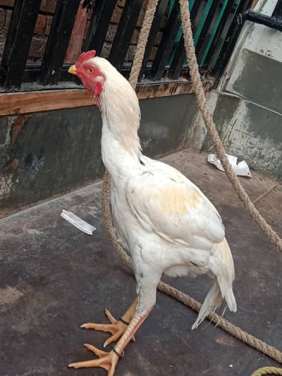 Aseel white jeena for sale