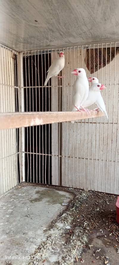white java breeder pair