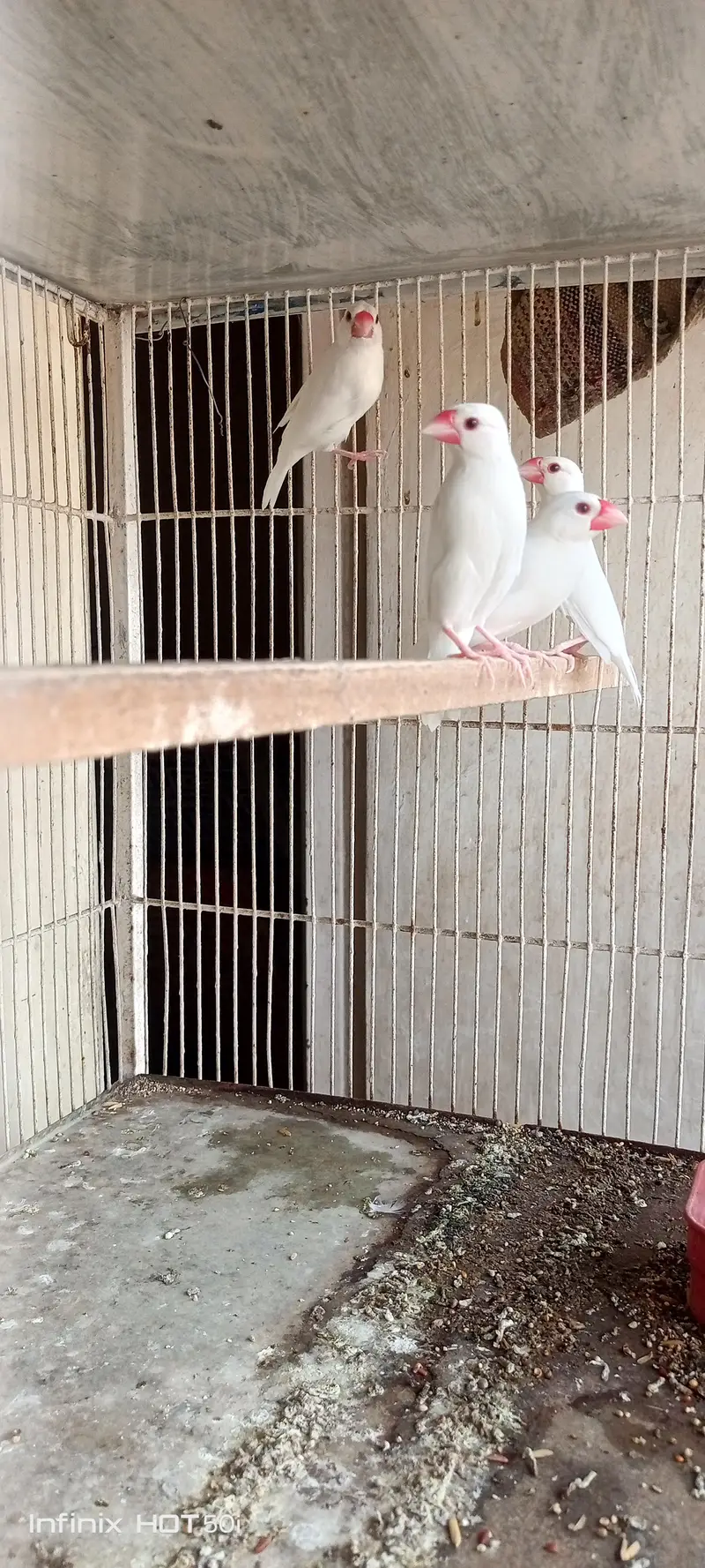 white java breeder pair