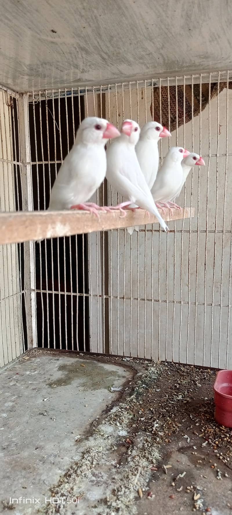 white java breeder pair 1