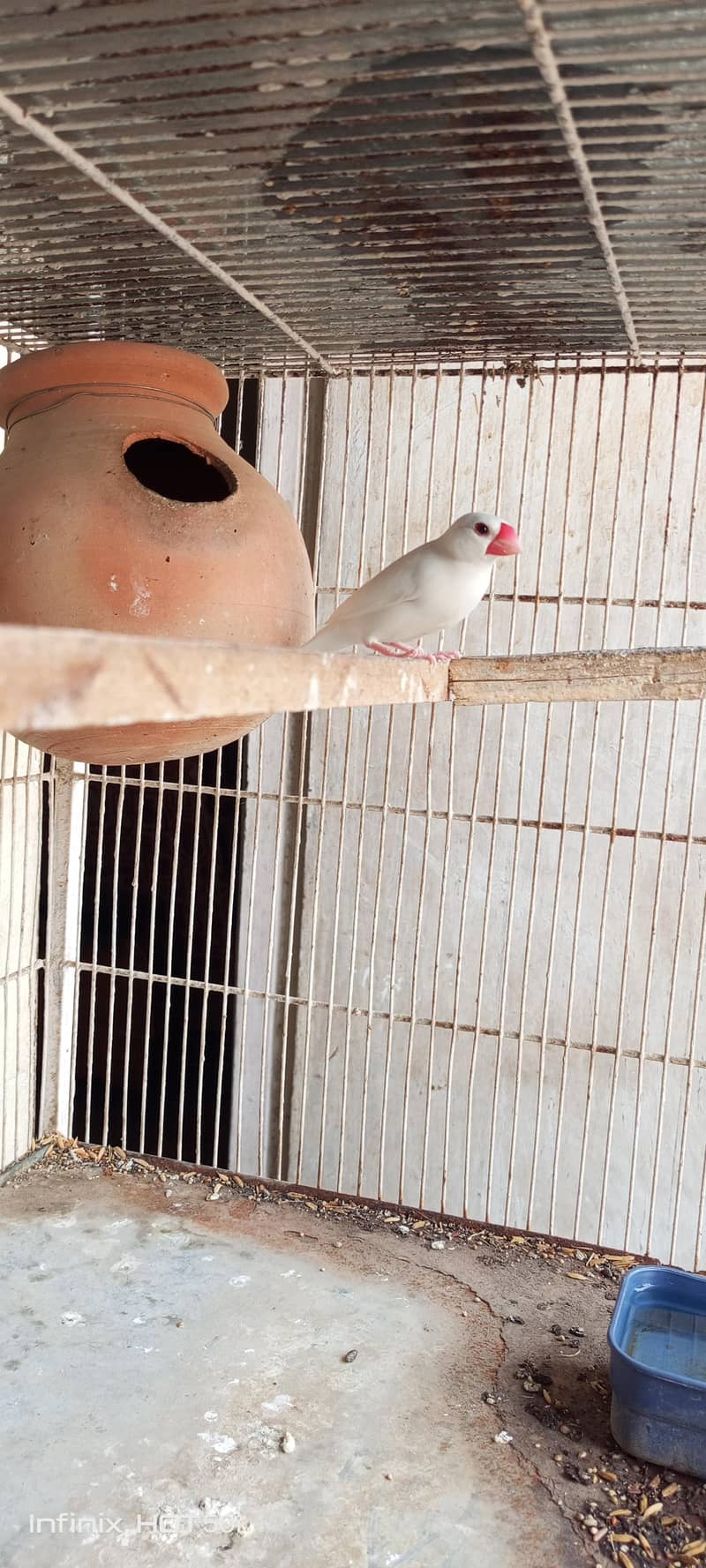 white java breeder pair 2