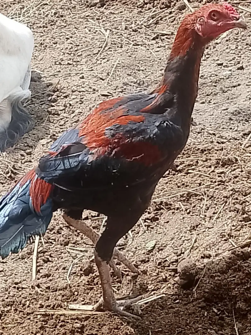 Aseel murga and mugi Hain Malir malok hotel — photo 2