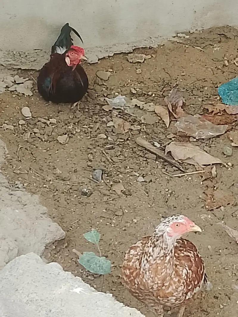 Aseel murga and mugi Hain Malir malok hotel — photo 3