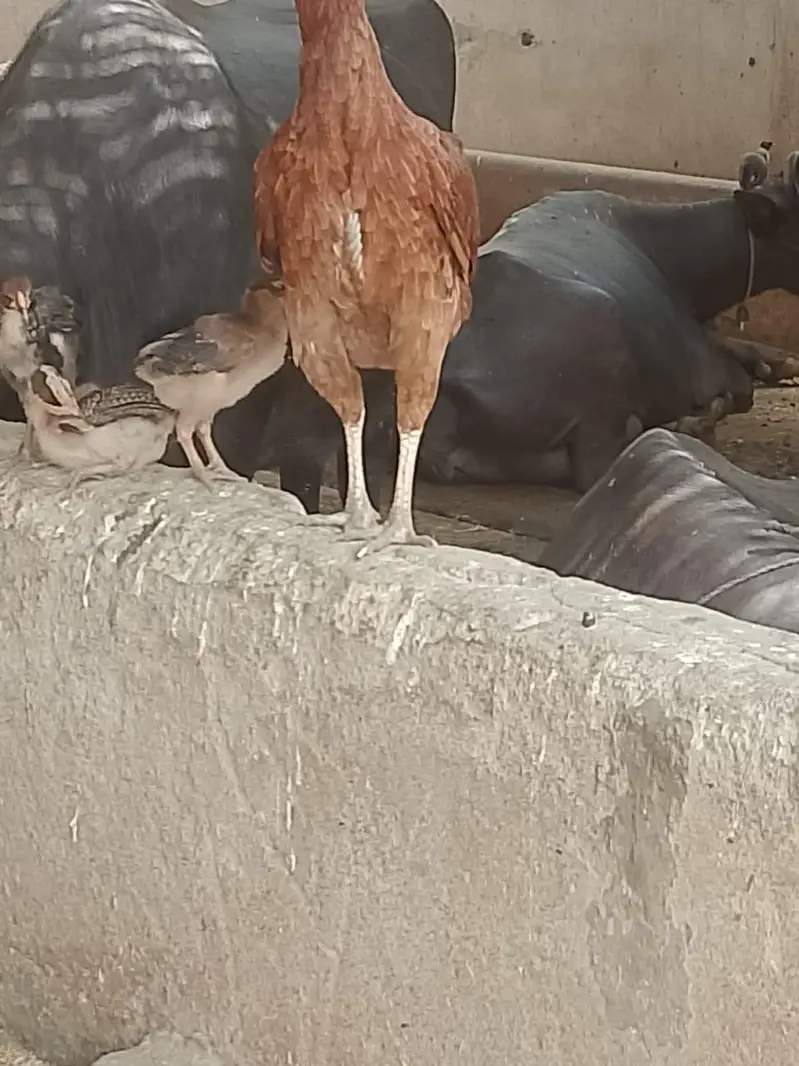 Aseel murga and mugi Hain Malir malok hotel — photo 4