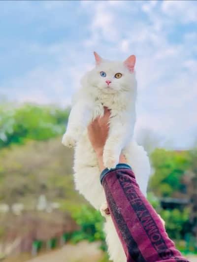 Cash on delivery parshion punch face kittens
