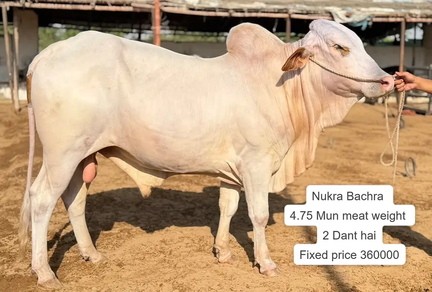 Nukhra Bachra for sale | Kheera | Ablak |Palai Service| Cholistani bul