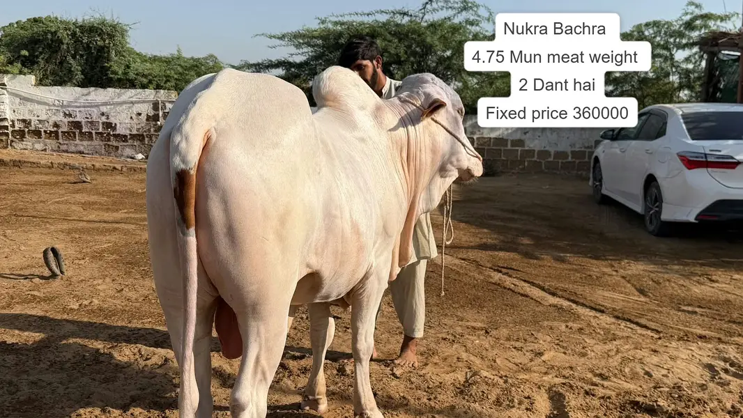 Nukhra Bachra for sale | Kheera | Ablak |Palai Service| Cholistani bul — photo 2
