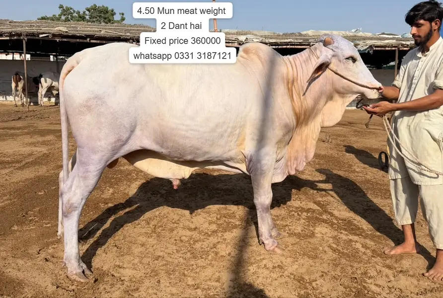 Nukhra Bachra for sale | Kheera | Ablak |Palai Service| Cholistani bul — photo 3