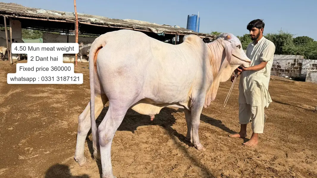 Nukhra Bachra for sale | Kheera | Ablak |Palai Service| Cholistani bul — photo 4