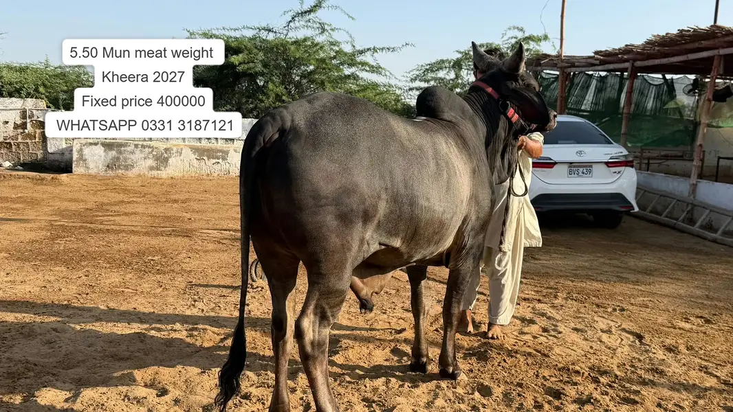 Nukhra Bachra for sale | Kheera | Ablak |Palai Service| Cholistani bul — photo 5
