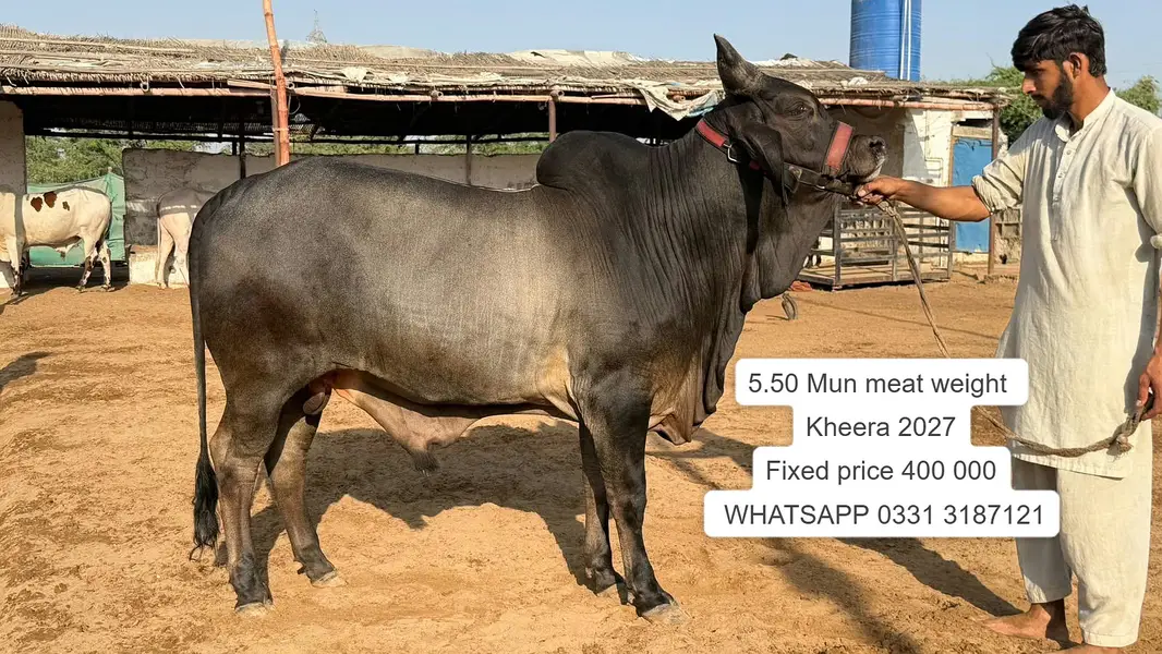 Nukhra Bachra for sale | Kheera | Ablak |Palai Service| Cholistani bul — photo 6