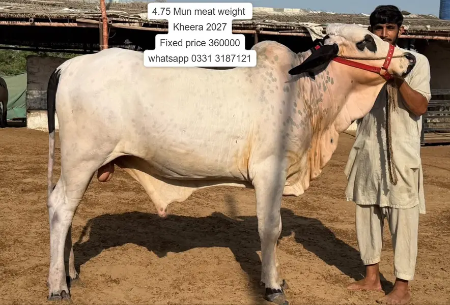 Nukhra Bachra for sale | Kheera | Ablak |Palai Service| Cholistani bul — photo 7