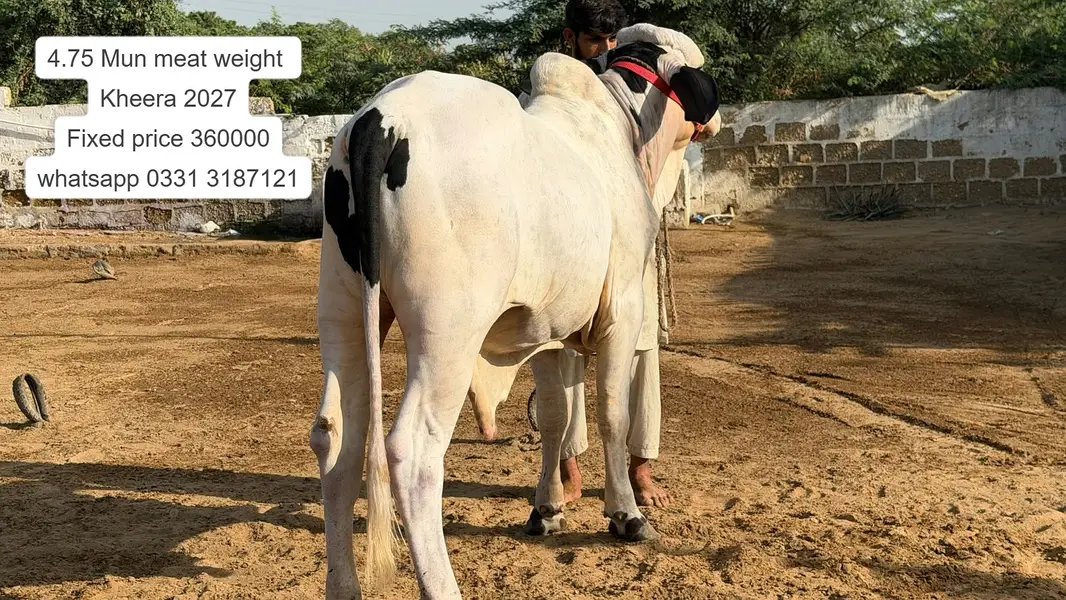 Nukhra Bachra for sale | Kheera | Ablak |Palai Service| Cholistani bul — photo 8
