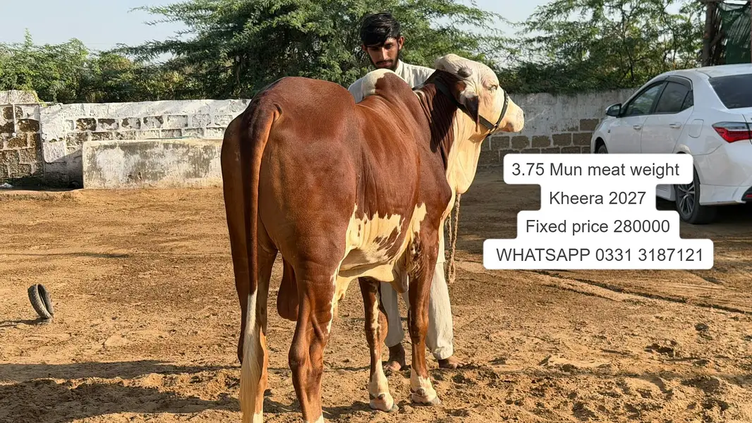 Nukhra Bachra for sale | Kheera | Ablak |Palai Service| Cholistani bul — photo 10