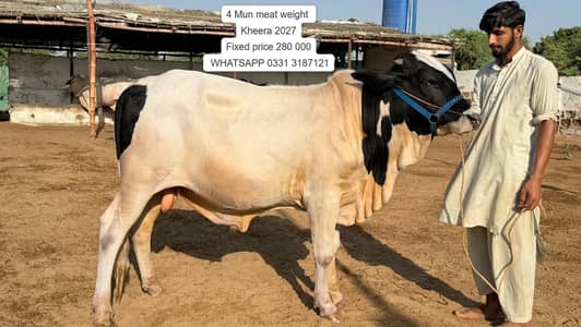 Nukhra Bachra for sale | Kheera | Ablak |Palai Service| Cholistani bul