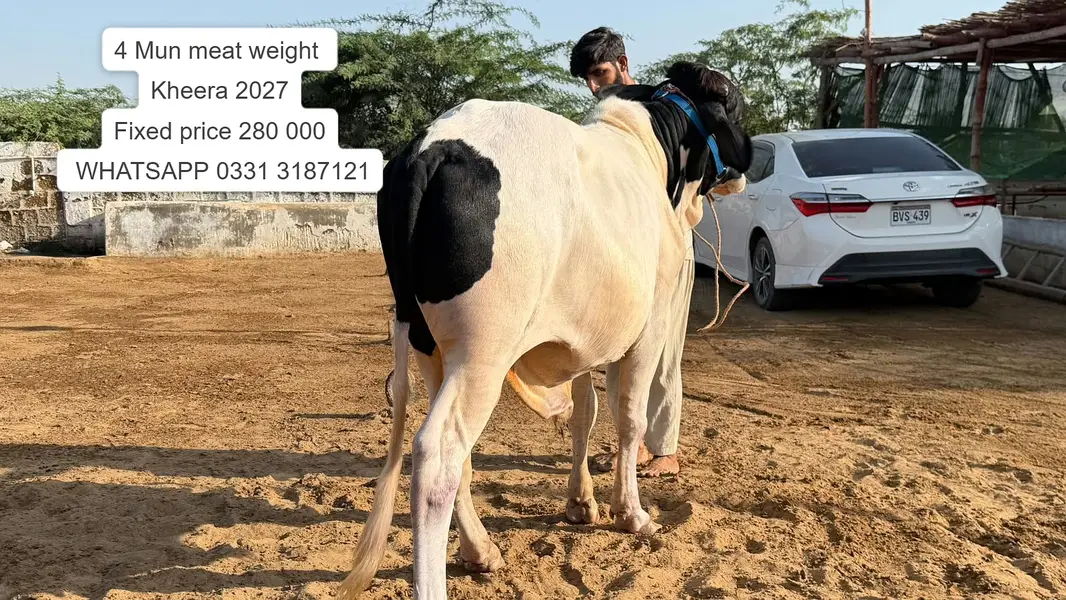 Nukhra Bachra for sale | Kheera | Ablak |Palai Service| Cholistani bul — photo 12