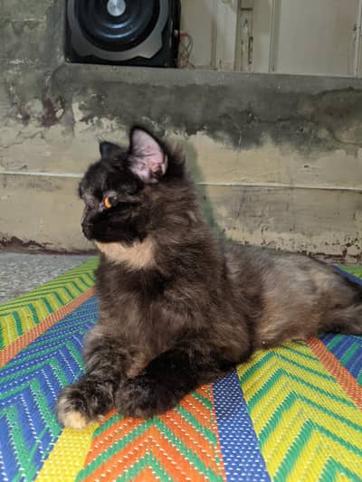 singlecoat Persian cat