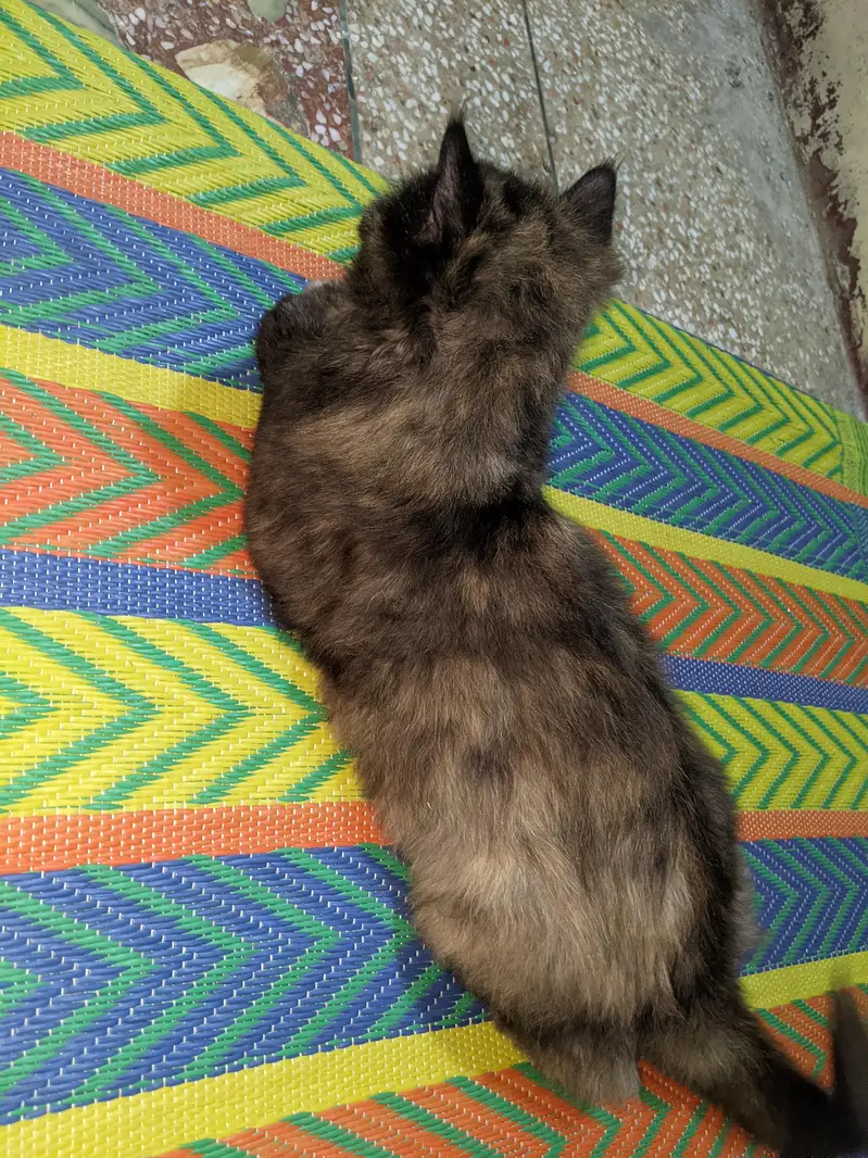 singlecoat Persian cat — photo 2