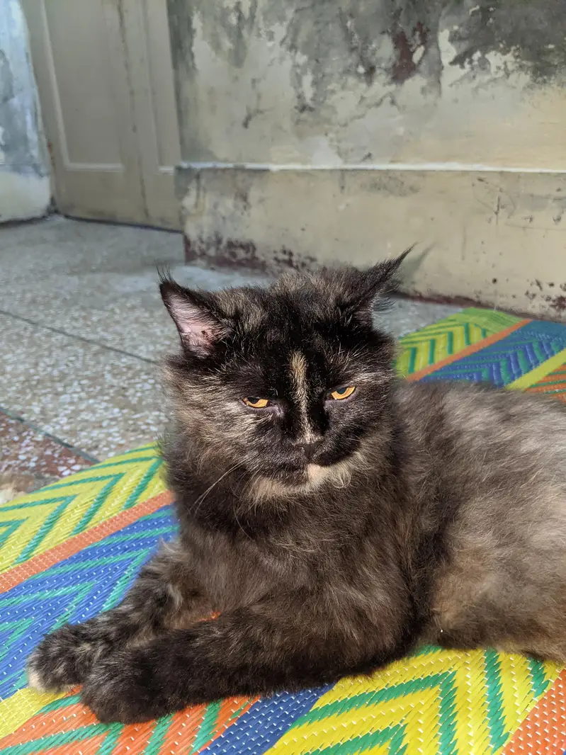 singlecoat Persian cat — photo 3